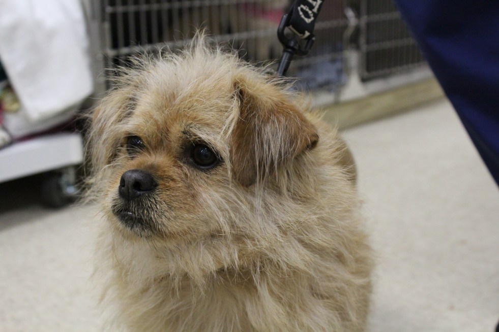 Social Media | Animal&nbsp;Hospital