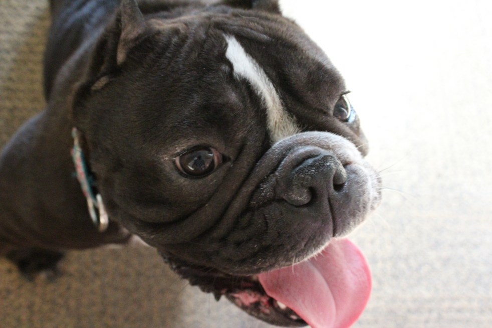 Social Media | Animal&nbsp;Shelters